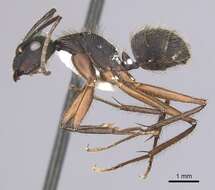 Image of Camponotus rufipes (Fabricius 1775)