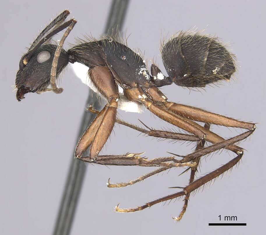 Plancia ëd Camponotus rufipes (Fabricius 1775)