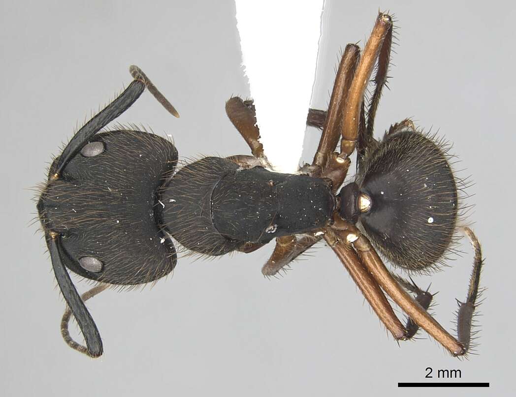 Plancia ëd Camponotus rufipes (Fabricius 1775)