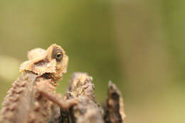 Image of Antsingy Leaf Chameleon