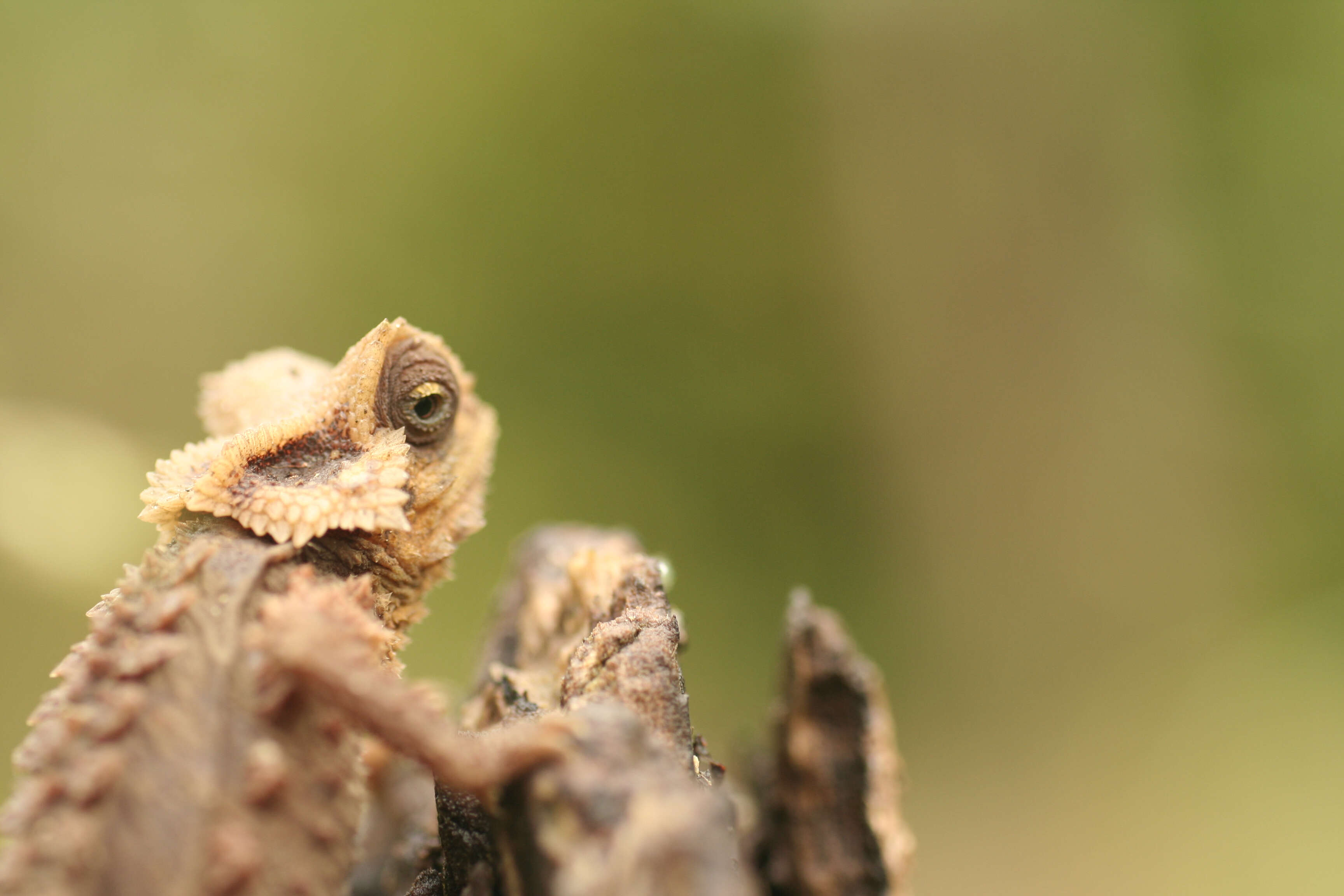 Image of Antsingy Leaf Chameleon