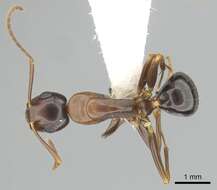 Image of Camponotus clarithorax Creighton 1950