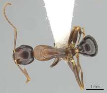 Plancia ëd Camponotus clarithorax Creighton 1950