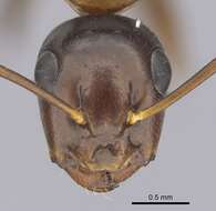 Image of Camponotus clarithorax Creighton 1950