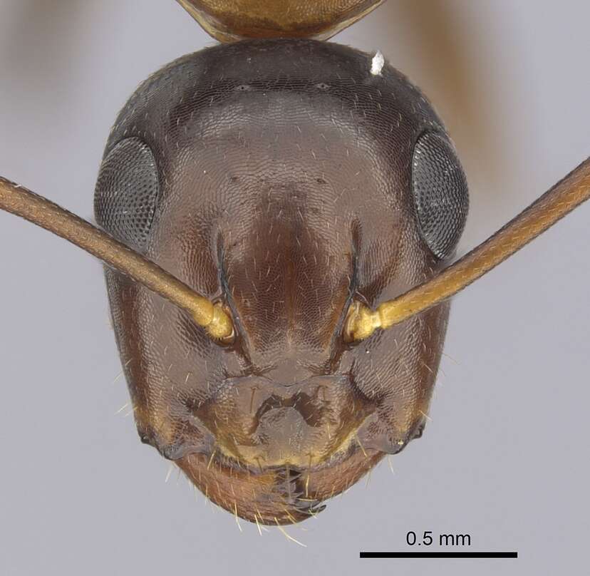 Plancia ëd Camponotus clarithorax Creighton 1950