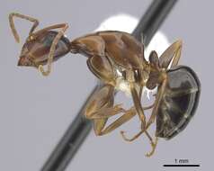 Plancia ëd Camponotus clarithorax Creighton 1950