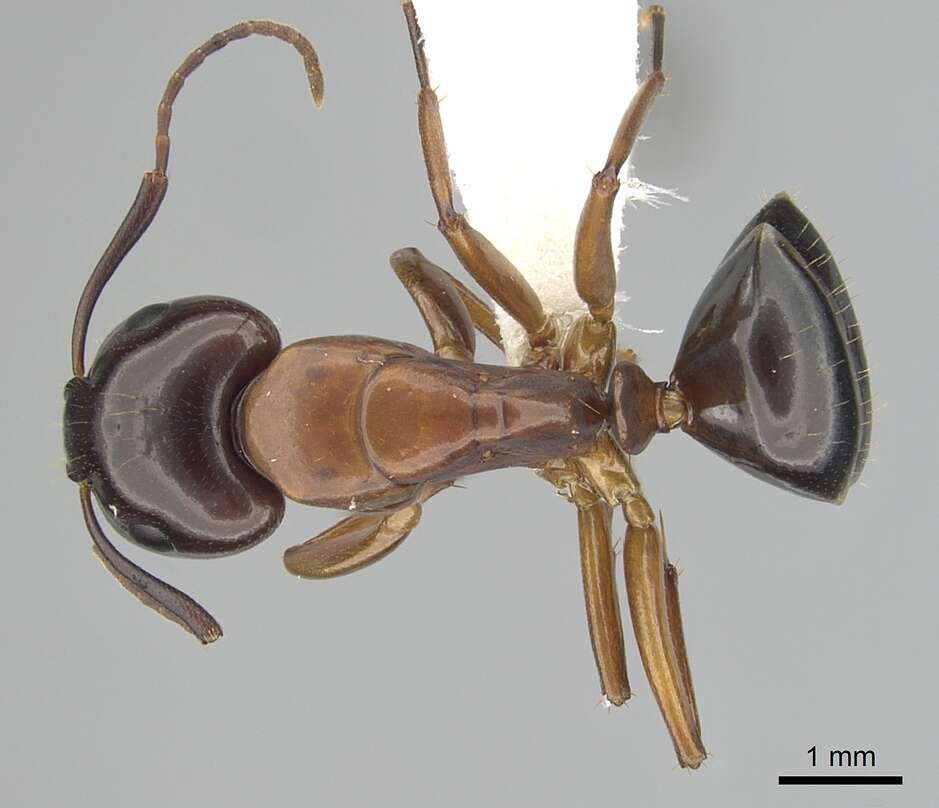 Plancia ëd Camponotus clarithorax Creighton 1950