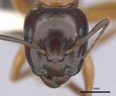 Plancia ëd Camponotus clarithorax Creighton 1950