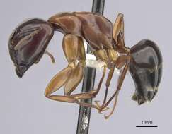 Plancia ëd Camponotus clarithorax Creighton 1950