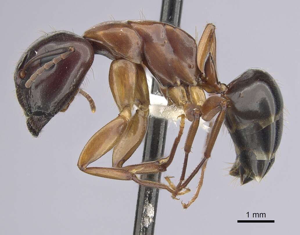 Image of Camponotus clarithorax Creighton 1950