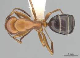 Image of Camponotus decipiens Emery 1893