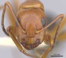 Image of Camponotus decipiens Emery 1893