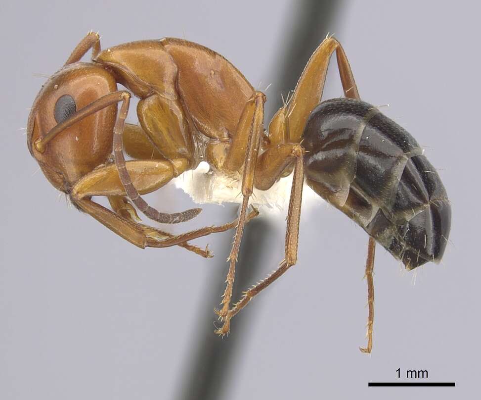 Image of Camponotus decipiens Emery 1893