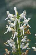 Image de Platanthera blephariglottis (Willd.) Lindl.