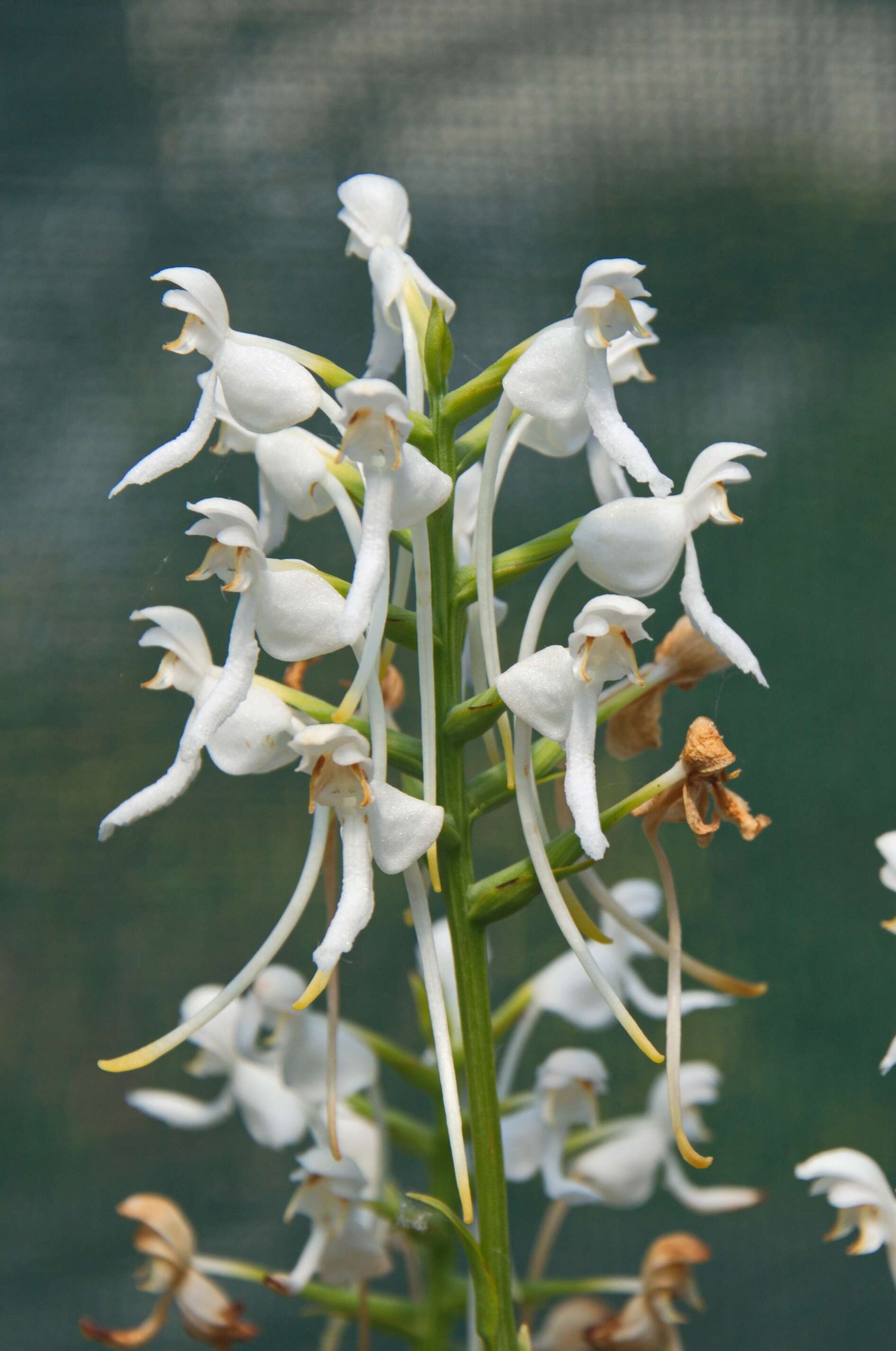 Image de Platanthera blephariglottis (Willd.) Lindl.