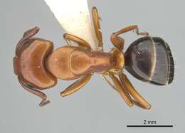 Image of Camponotus decipiens Emery 1893