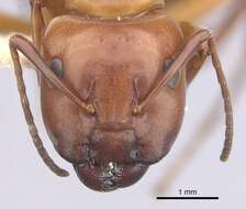 Image of Camponotus decipiens Emery 1893