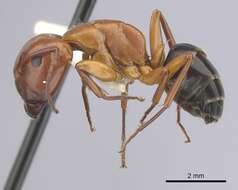 Image of Camponotus decipiens Emery 1893