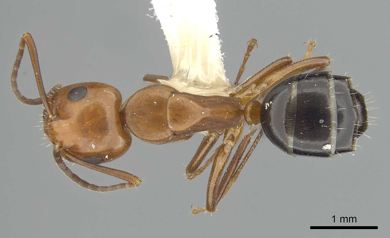 Image of Camponotus discolor (Buckley 1866)