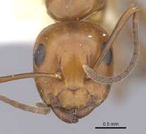 Image of Camponotus discolor (Buckley 1866)