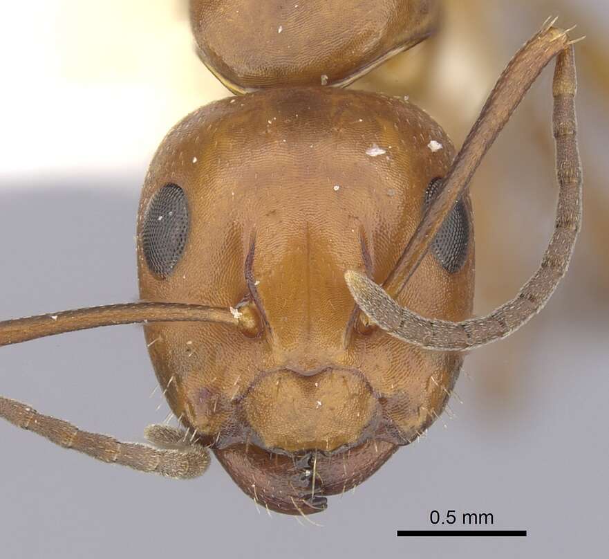 Image of Camponotus discolor (Buckley 1866)