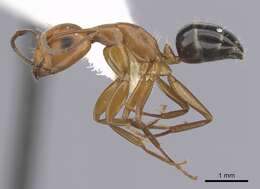 Image of Camponotus discolor (Buckley 1866)