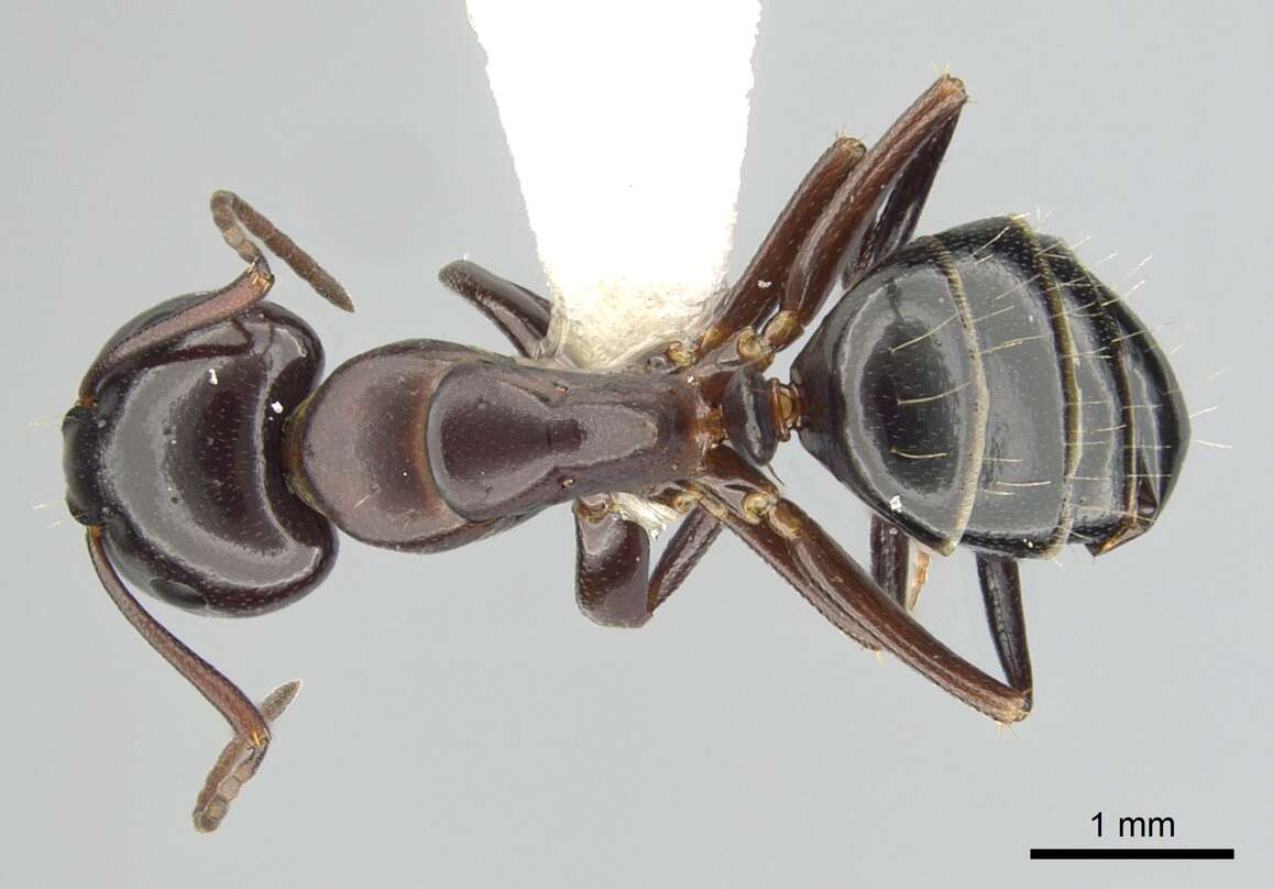 Image of Essig's Carpenter Ant