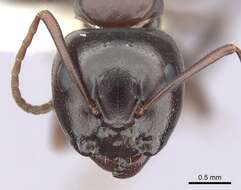 Image of Camponotus essigi Smith 1923