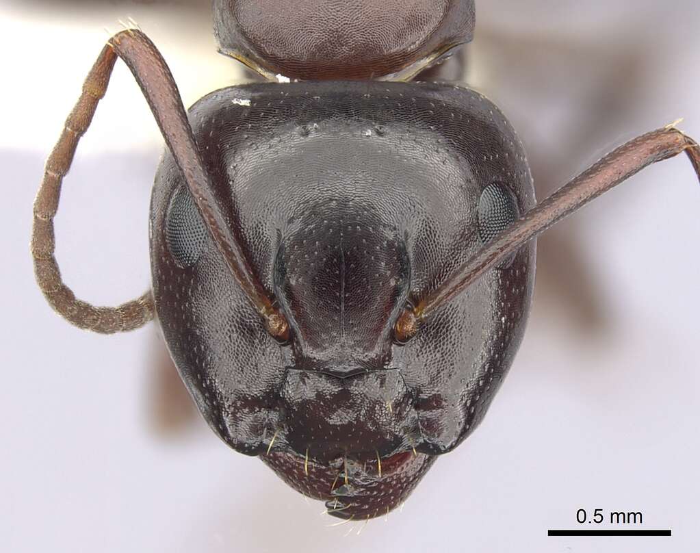 Image of Essig's Carpenter Ant