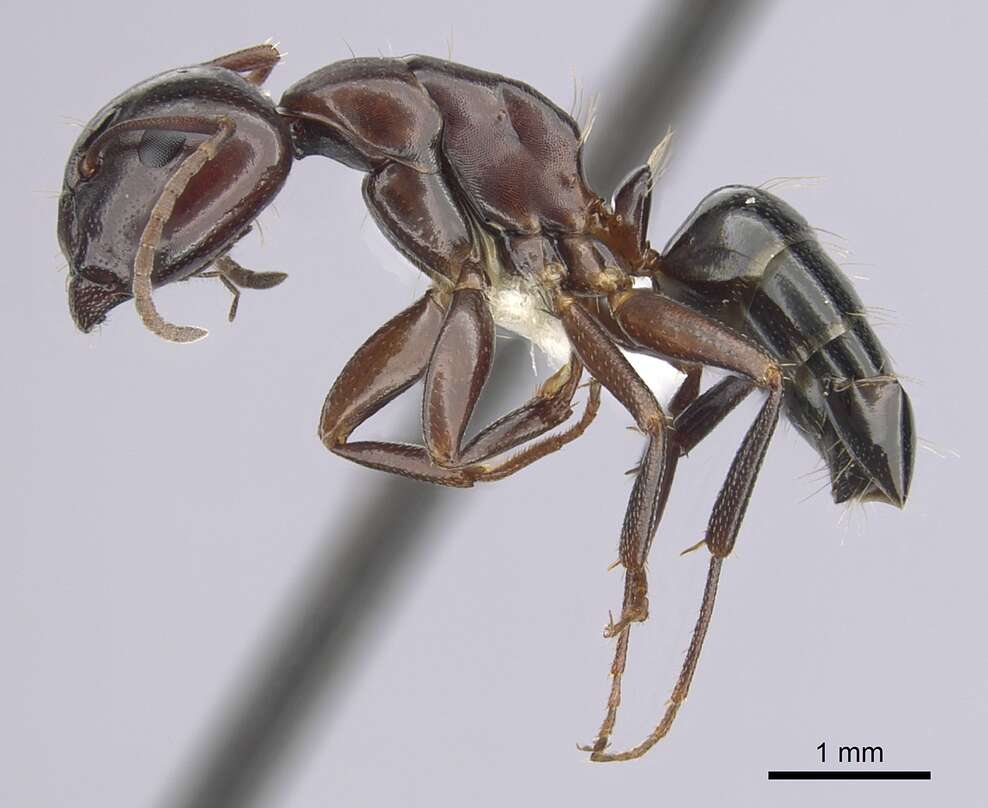 Image of Essig's Carpenter Ant