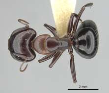 Image of Essig's Carpenter Ant