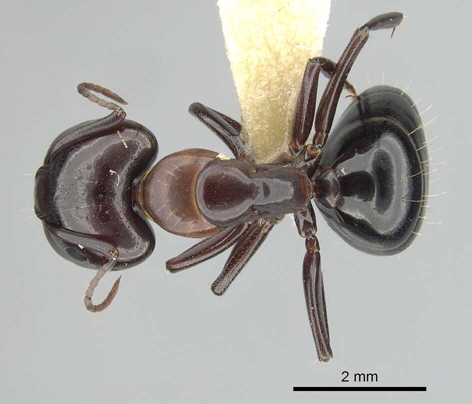 Image of Camponotus essigi Smith 1923