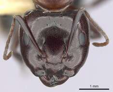 Image of Essig's Carpenter Ant