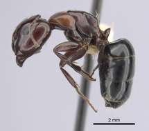 Image of Essig's Carpenter Ant