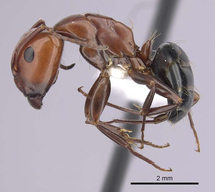 Plancia ëd Camponotus sayi Emery 1893