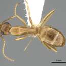Image of Camponotus orthocephalus Emery 1894