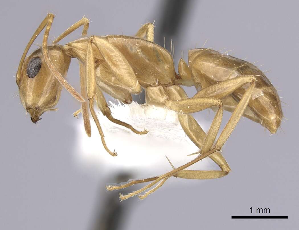 Image of Camponotus orthocephalus Emery 1894