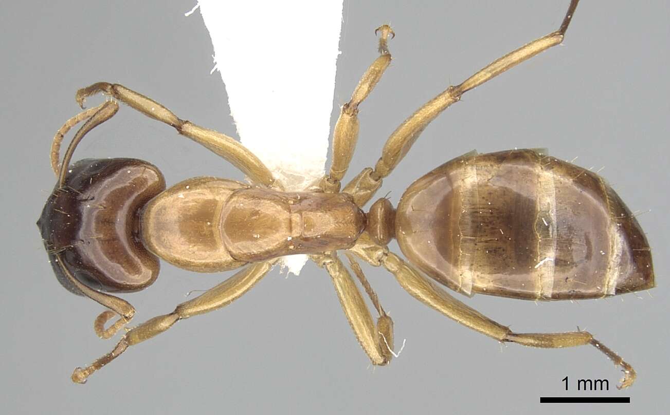 Image of Camponotus orthocephalus Emery 1894