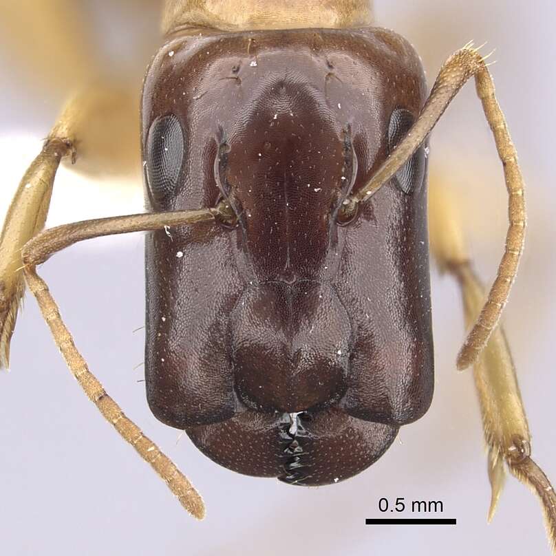 Image of Camponotus orthocephalus Emery 1894