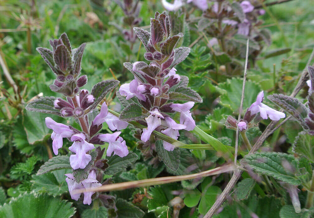 Слика од Stachys elliptica Kunth