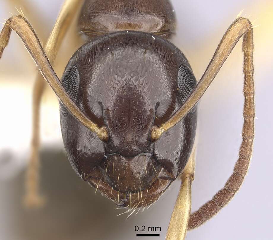 Image of Formicinae