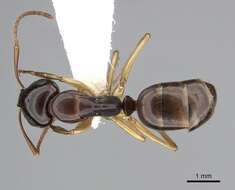 Image of Formicinae