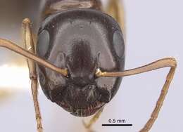 Image of Formicinae