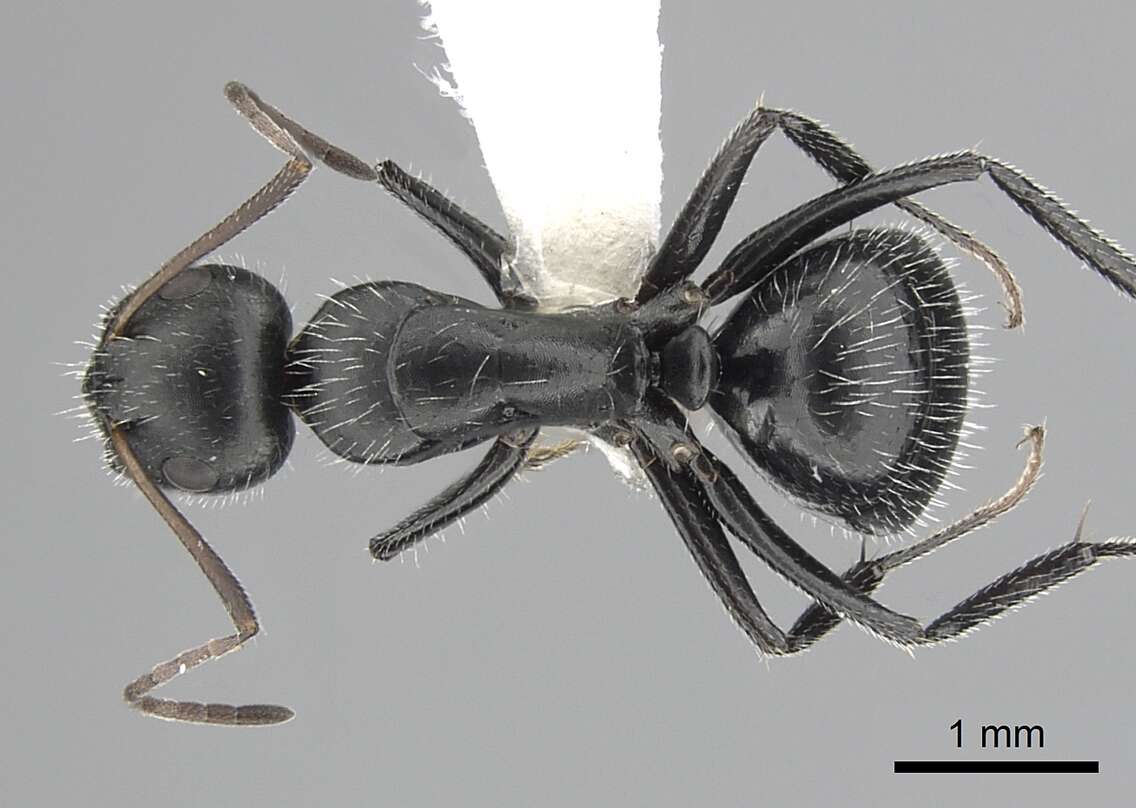 صورة Camponotus ulcerosus Wheeler 1910