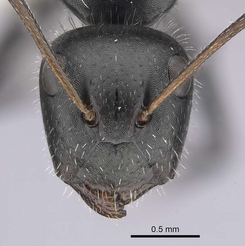 صورة Camponotus ulcerosus Wheeler 1910