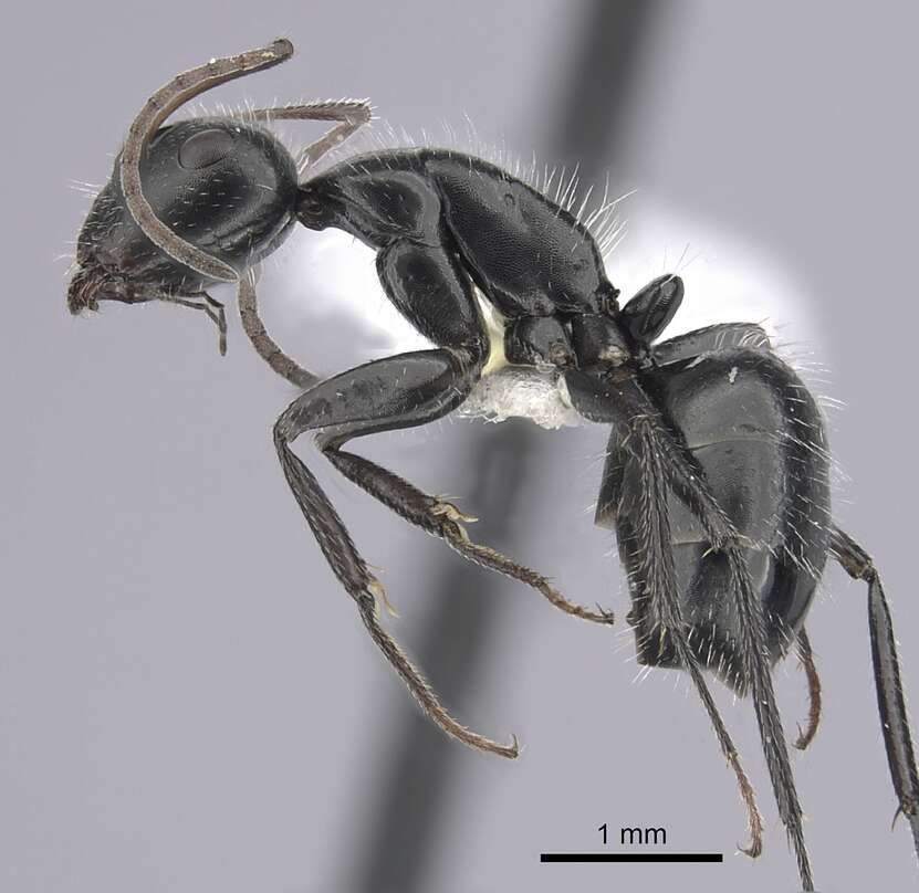 صورة Camponotus ulcerosus Wheeler 1910