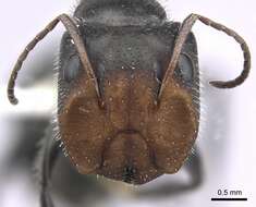 صورة Camponotus ulcerosus Wheeler 1910