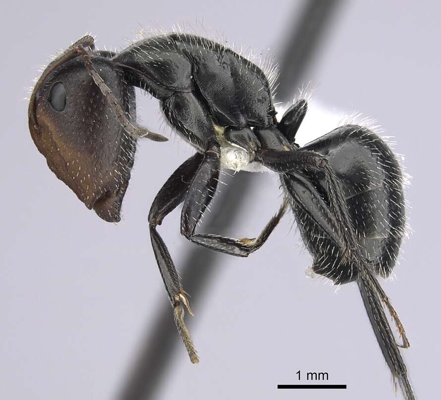 صورة Camponotus ulcerosus Wheeler 1910