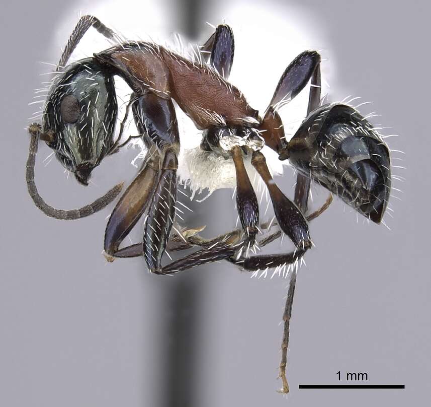 Image of Camponotus macromischoides