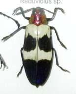 Image of Chrysochroa rugicollis Saunders 1866